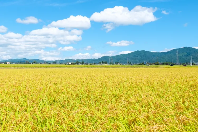 私たち、100年経っても伸び盛り。